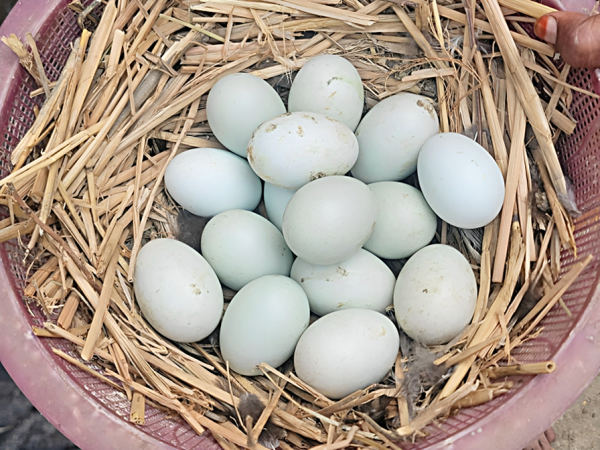 Changing the Community: Women’s Financial Empowerment through poultry Rearing